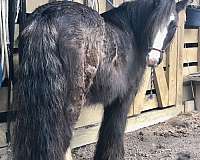 black-grulla-gypsy-vanner-horse