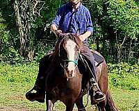 black-grulla-companion-horse