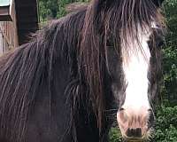 black-grulla-gvhs-gelding