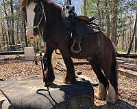 black-grulla-gelding-for-sale