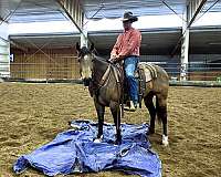 buckskin-see-pics-horse