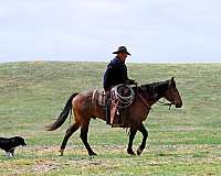 trail-quarter-horse