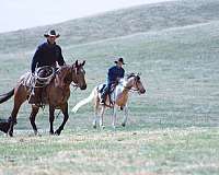 gentle-quarter-horse