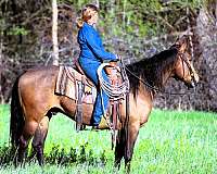 ranch-quarter-horse