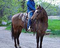 athletic-quarter-horse