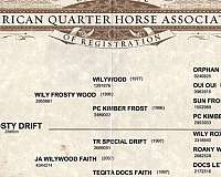 horsemanship-quarter-horse