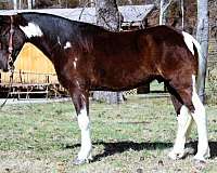 flashy-spotted-saddle-horse