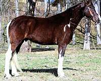 tobiano-see-pics-horse