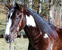 family-spotted-saddle-horse