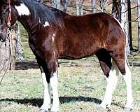 trail-spotted-saddle-horse