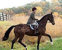 all-around-thoroughbred-horse