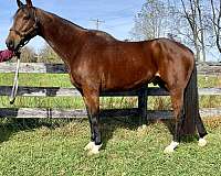 beginner-thoroughbred-horse