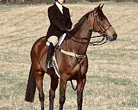 english-pleasure-thoroughbred-horse