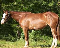 champion-sire-filly