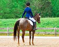 usef-appaloosa-mare