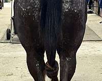 usef-appaloosa-horse