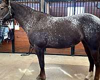 equitation-appaloosa-horse