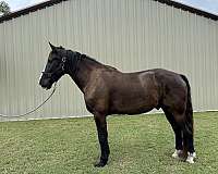 trail-riding-western-pleasure-draft-horse