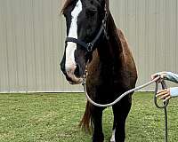 trail-riding-western-pleasure-horse