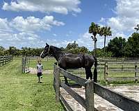 be-scratched-draft-horse