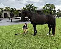 confident-rider-draft-horse