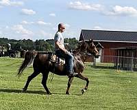 kentucky-mountain-horse-for-sale