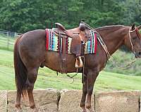 jumping-quarter-horse