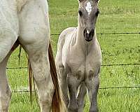 grulla-cream-horse