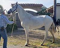 purebred-andalusian-horse