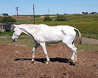 baroque-andalusian-horse