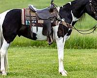 begginer-safe-spotted-saddle-horse