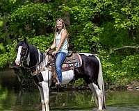 hollywood-spotted-saddle-horse