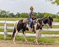 kid-spotted-saddle-horse