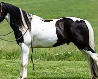 quality-spotted-saddle-horse