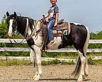 black-white-spots-horse