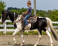 beginner-spotted-saddle-horse