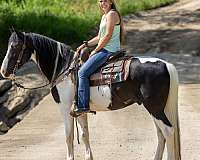 beginner-safe-kid-pony-spotted-saddle-horse