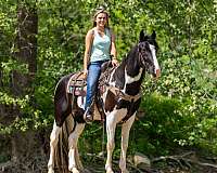 children-spotted-saddle-horse