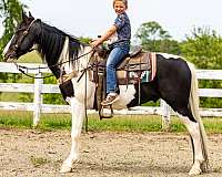 beginner-safe-spotted-saddle-horse