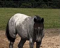 blue-roan-aqha-filly