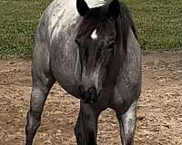 blue-roan-aqha-horse