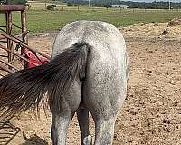 blue-roan-filly-for-sale