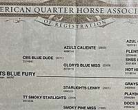 aqha-filly