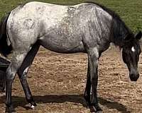 blue-roan-quarter-horse-filly