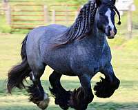 black-draft-horse