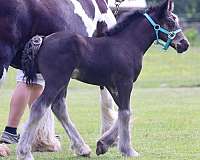 black-breeding-horse