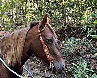 all-around-rocky-mountain-horse