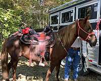 experienced-rocky-mountain-horse