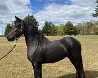 baroque-friesian-horse