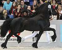 couple-friesian-horse